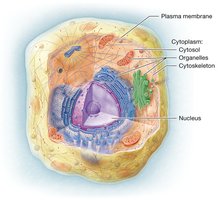Generalized animal cell structure