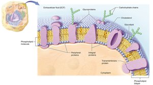Fluid mosaic model of the plasma membrane