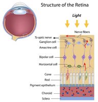 Structure of the Retina