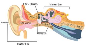 Anatomy of the Ear