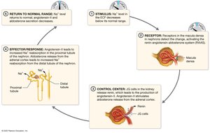 Regulation of sodium ion concentration