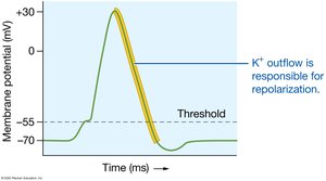 Potassium ion outflow and repolarization