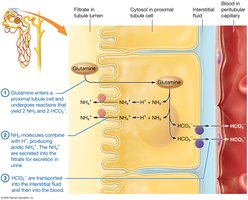 Production of bicarbonate ions from glutamine in the proximal tubule