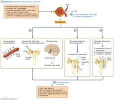 Physiological responses to dehydration