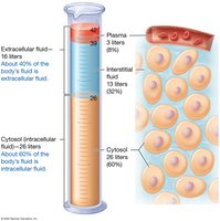 Distribution of water in the body