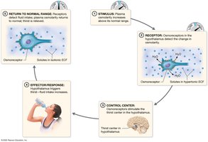 Control of thirst response due to increased plasma osmolarity