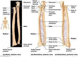 Radius and ulna with interosseous membrane
