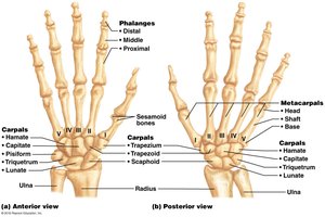 Hand bones, anterior and posterior views
