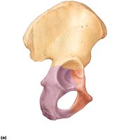 Hip bone features