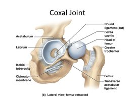 Coxal joint anatomy