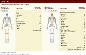 Table of bones in axial and appendicular skeleton
