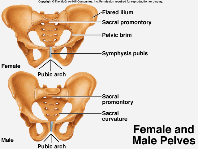 Female and male pelvis comparison