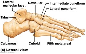 Foot bones, lateral view
