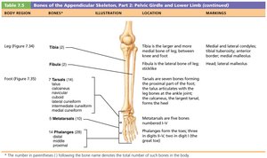Anatomical checklist pelvic girdle and lower limb continued