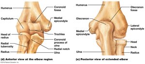 Elbow joint anatomy