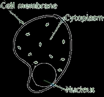 Simple cell diagram showing cell membrane, cytoplasm, and nucleus