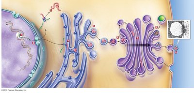 Ribosomes, RER, Golgi complex, and vesicles working together