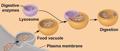 Lysosome food digestion