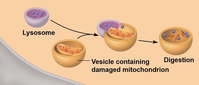 Lysosome organelle breakdown
