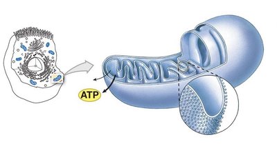 Mitochondria structure with cristae and matrix