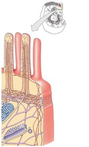 Cytoskeleton structure