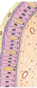 Cilia on cell surface