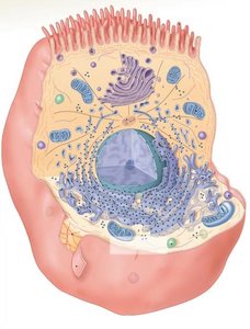 Microvilli structure