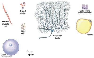 Diversity of cells in the human body