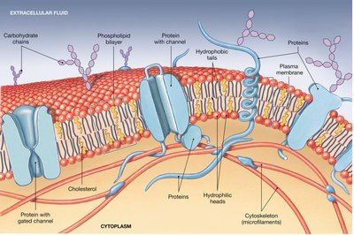 Fluid Mosaic model of plasma membrane
