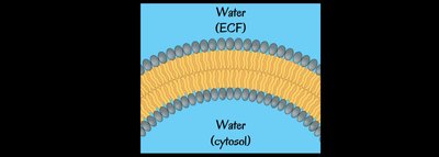 Membrane lipids and cholesterol