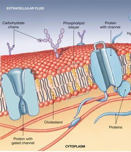 Membrane proteins: transmembrane and peripheral
