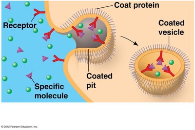 Types of membrane proteins