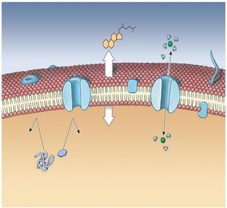 Channel proteins and carrier mechanism