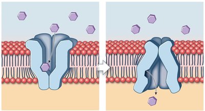 Carrier protein transporting glucose