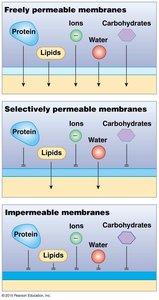 Membrane permeability: freely, selectively, and impermeable