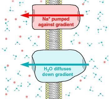 Active and passive transport across membrane