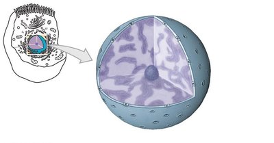 Nucleus structure with nucleoplasm, chromatin, nucleolus, nuclear envelope, and nuclear pore