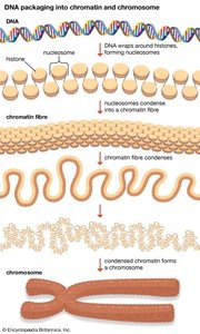 DNA packaging into chromatin and chromosome