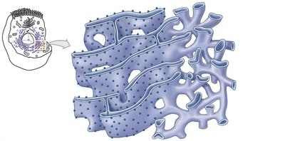 Types of endoplasmic reticulum: rough and smooth