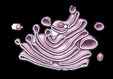 Golgi apparatus structure