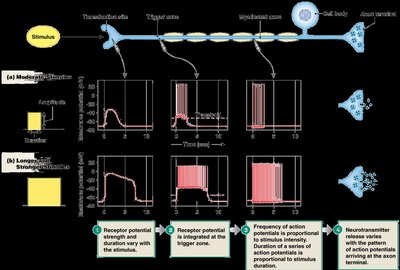 Population coding and signal intensity