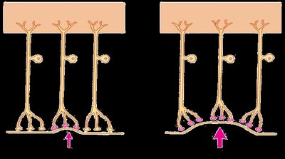 Multiple sensory units stimulated