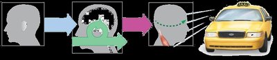 CNS processing sensory input and response
