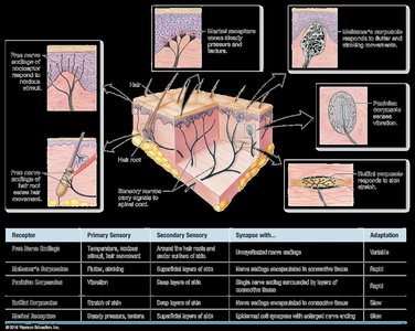 Location and adaptation of somatic receptors
