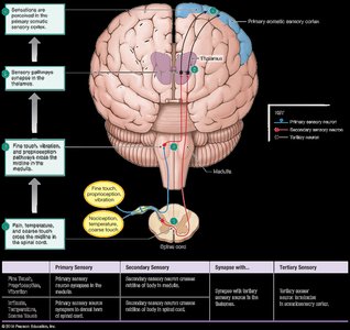 Somatosensory cortex and pathways