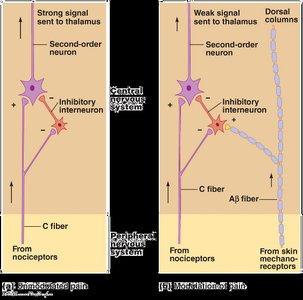 Pain modulation pathways