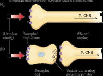 Types of sensory receptors and their connections