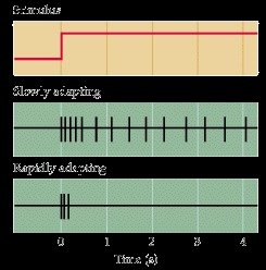 Graph of slowly and rapidly adapting receptors