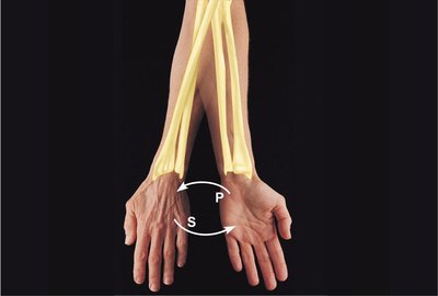 Supination and pronation of the forearm