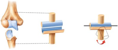 Hinge joint flexion and extension